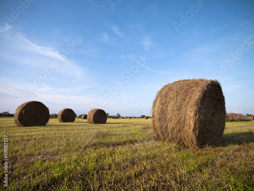 bales of hay in field with blue sky in the background.