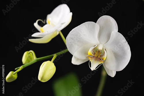 Beautiful orchid branch on black background. Closeup.
