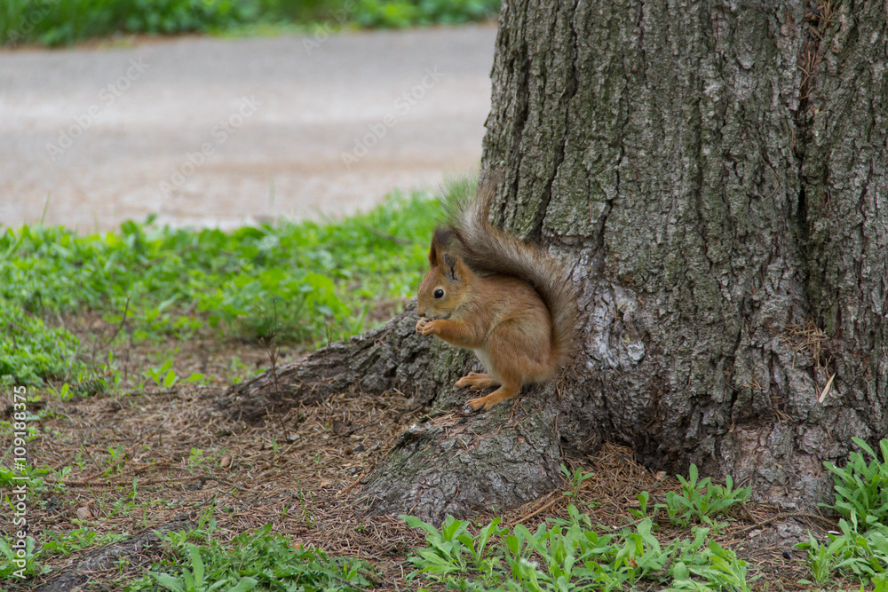 Squirrel eating on the root Squirrel eating on the root