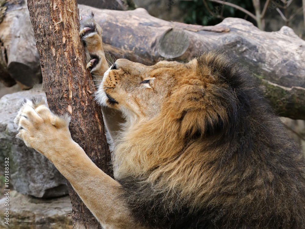 Lion Lion