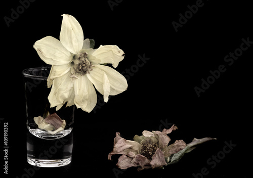Fotografija Wither Dahlia Flowers on a black background