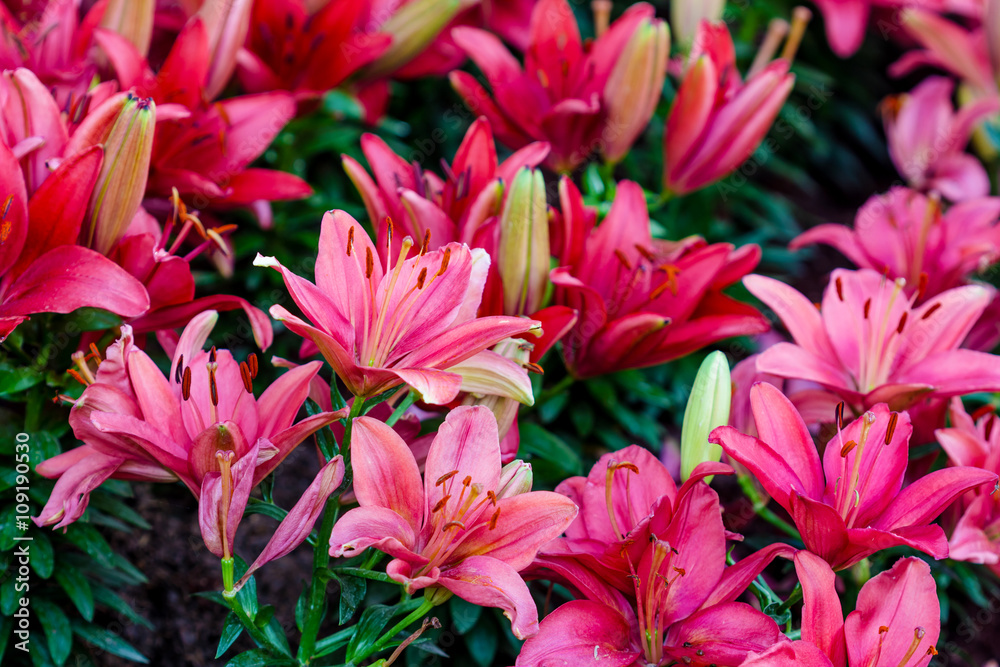 Lilies Flowers Bouquet Lilies Flowers Bouquet
