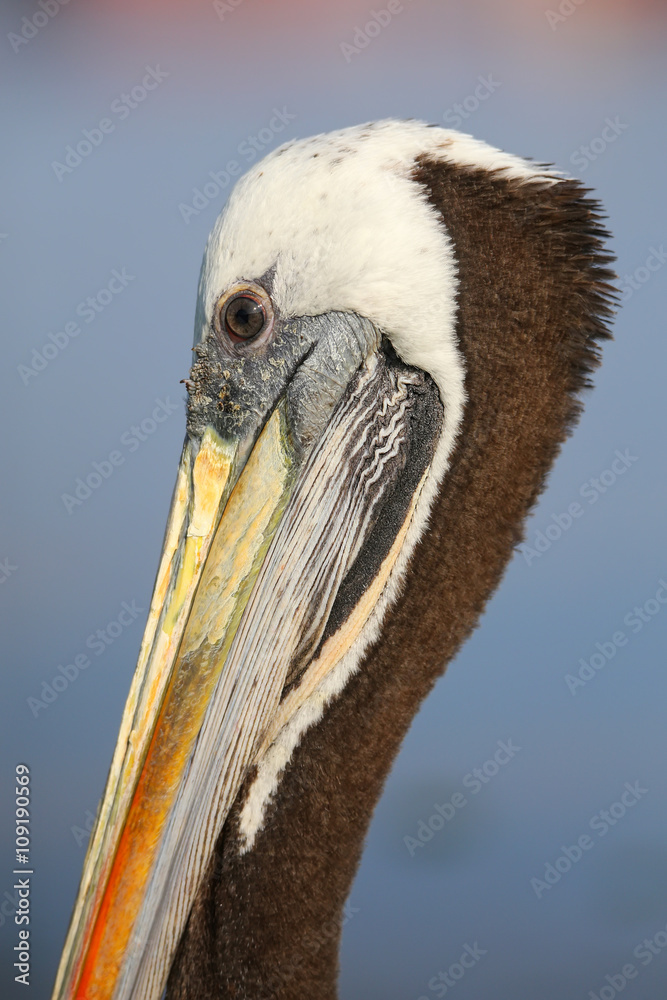 Portrait of Brown Pelican in Paracas Bay, Peru