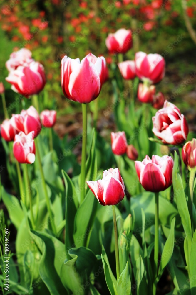 Many Colorful tulips  bloom on Lake Maggiore in the spring, Italy 