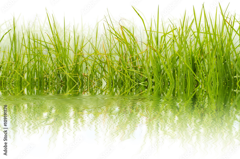 Obraz premium flore aquatique, marais 