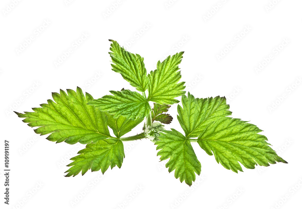 Raspberry leaves isolated on a white background Raspberry leaves isolated on a white background