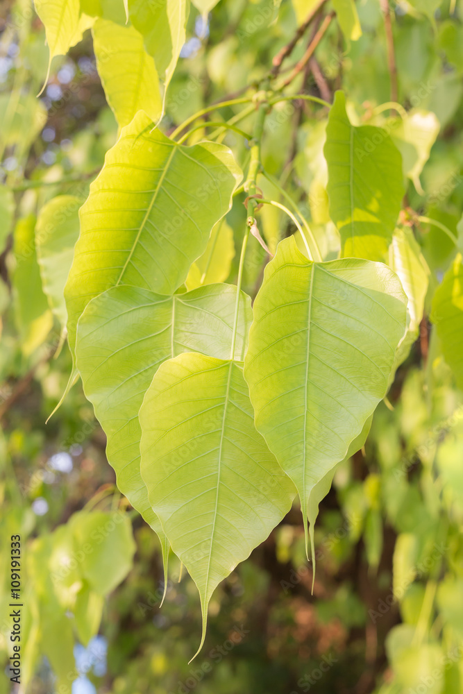 Naklejka premium Pho green leaves