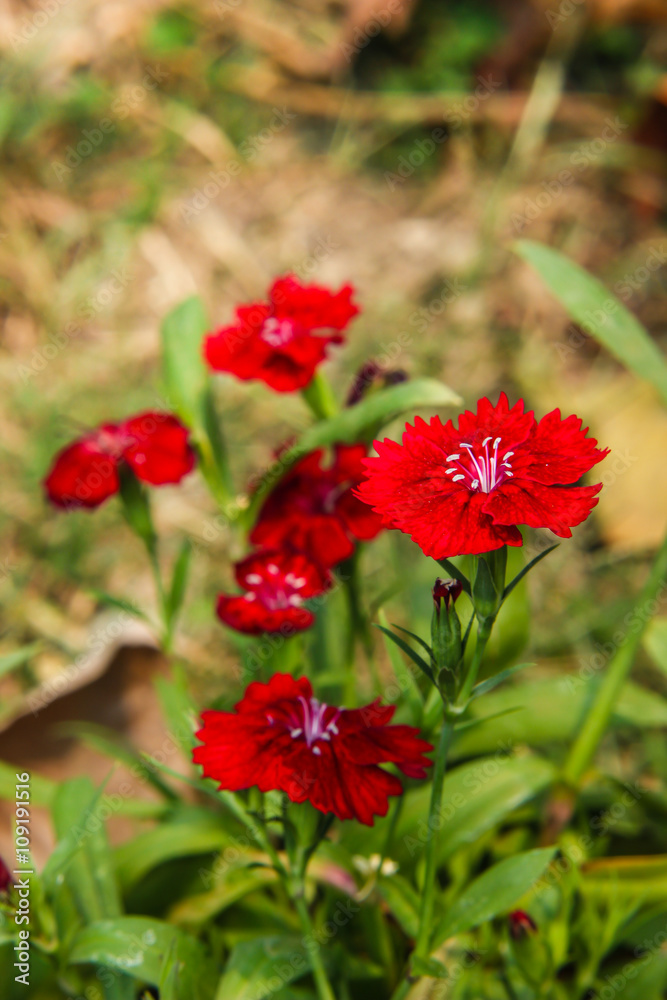 Dianthus chinensis (China Pink) Flowers in the garden Dianthus chinensis (China Pink) Flowers in the garden