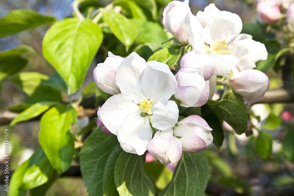 Beautiful flowering apple trees. background with blooming flower Beautiful flowering apple trees. background with blooming flower
