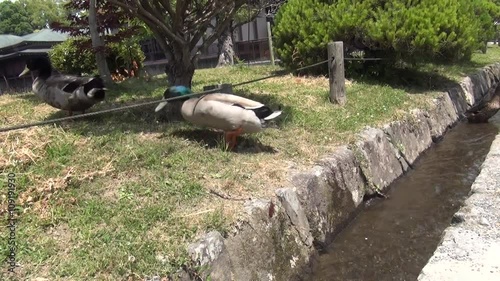 水路から陸に飛び上がり、尾を振るカモ