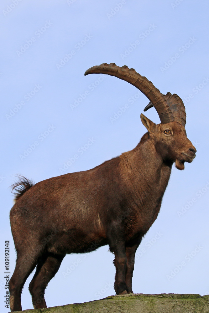 Alpine ibex