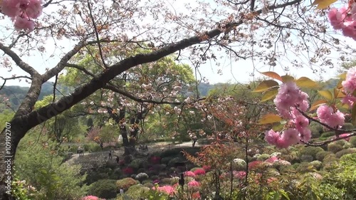 八重桜とつつじを鑑賞する観光客たち