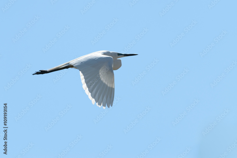 Fototapeta premium 飛ぶシラサギ 
