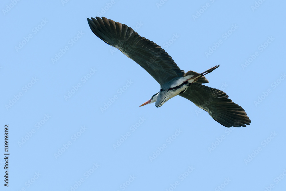 Obraz premium 飛ぶアオサギ 