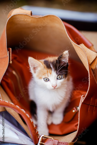 Fotografie kitten in bag