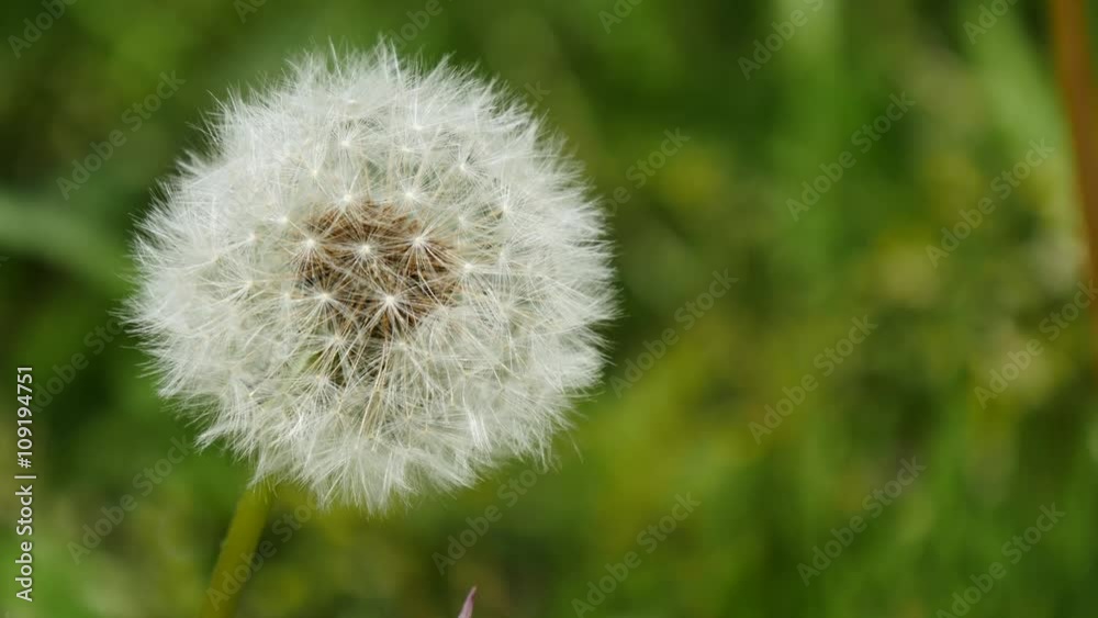 タンポポの綿毛