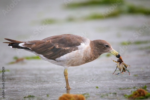 Belcher's Gull eating crab on the beach of Paracas Bay, Peru photo