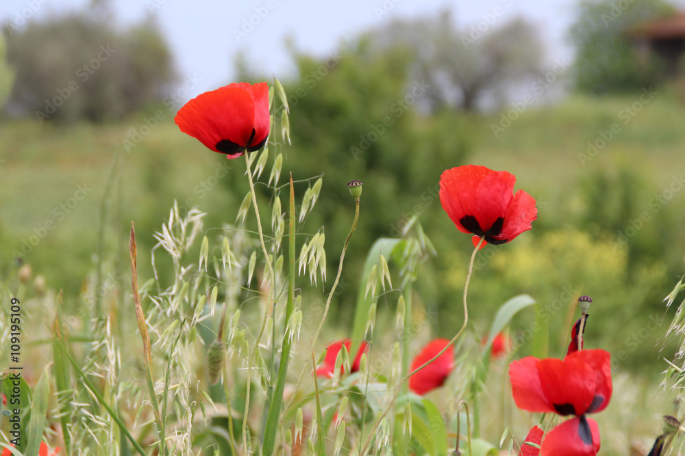 Naklejka premium papaveri6