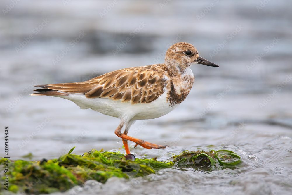 Ruddy Turnstone on the beach of Paracas Bay, Peru Ruddy Turnstone on the beach of Paracas Bay, Peru