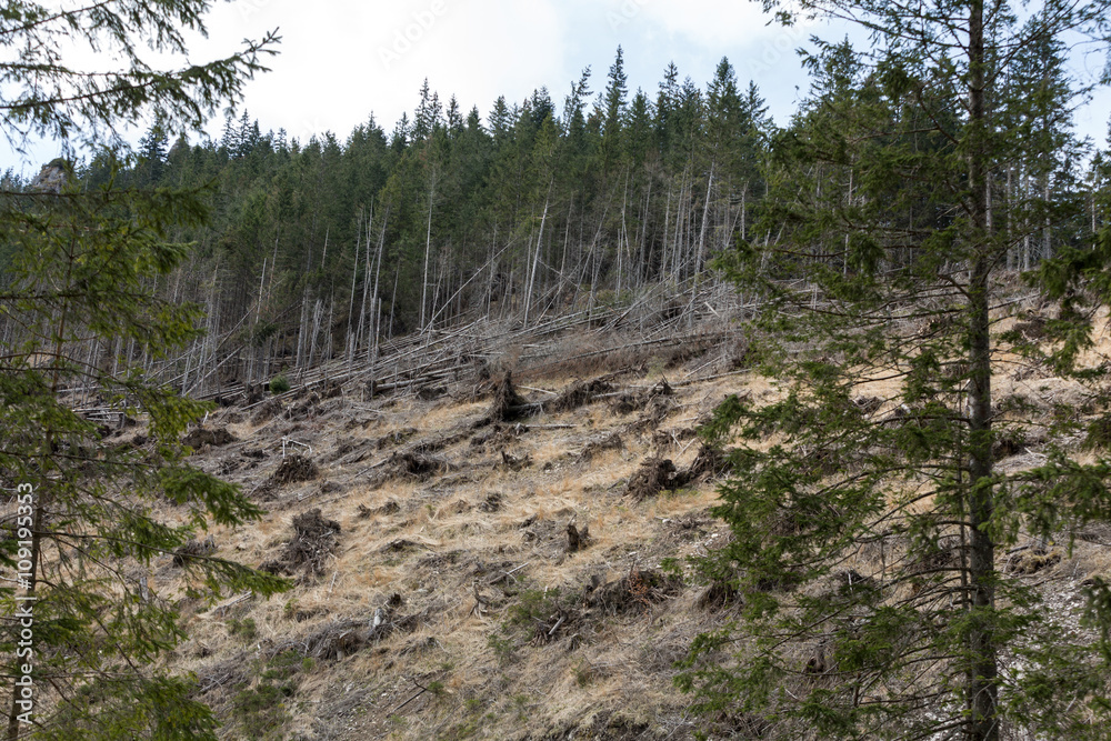 Fototapeta premium Forest being cut down turning into a dry lifeless field