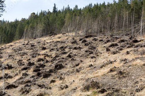  Forest being cut down turning into a dry lifeless field