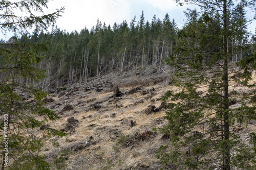 Tableau sur toile Forest being cut down turning into a dry lifeless field