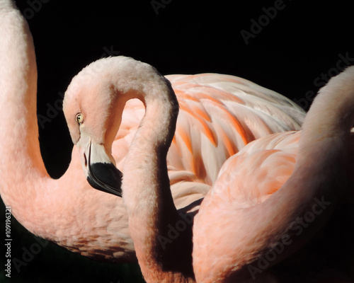 Fototapeta Naklejka Na Ścianę i Meble -  Pink flamingo couple in the sun, isolated on black