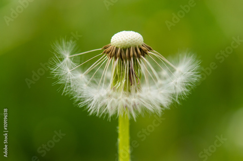 dandelions on a green field.