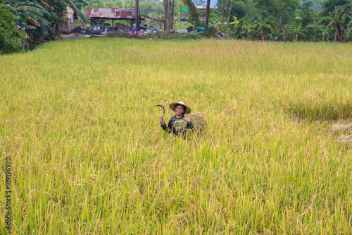 Farmers harvest rice.