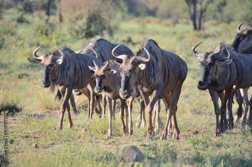 Blue Wildebeest herd with bull cows and calves moving to new grazing 