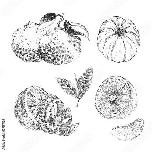 Vintage Ink hand drawn collection of citrus fruits sketch - lemon, tangerine, orange