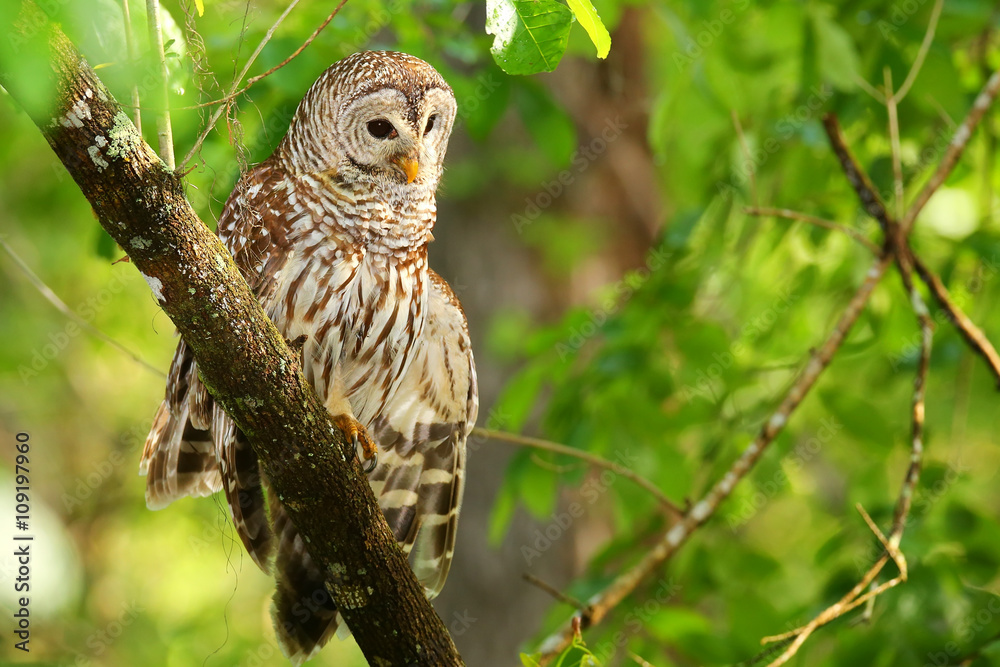 Barred owl (Strix varia) stretching its wing Barred owl (Strix varia) stretching its wing
