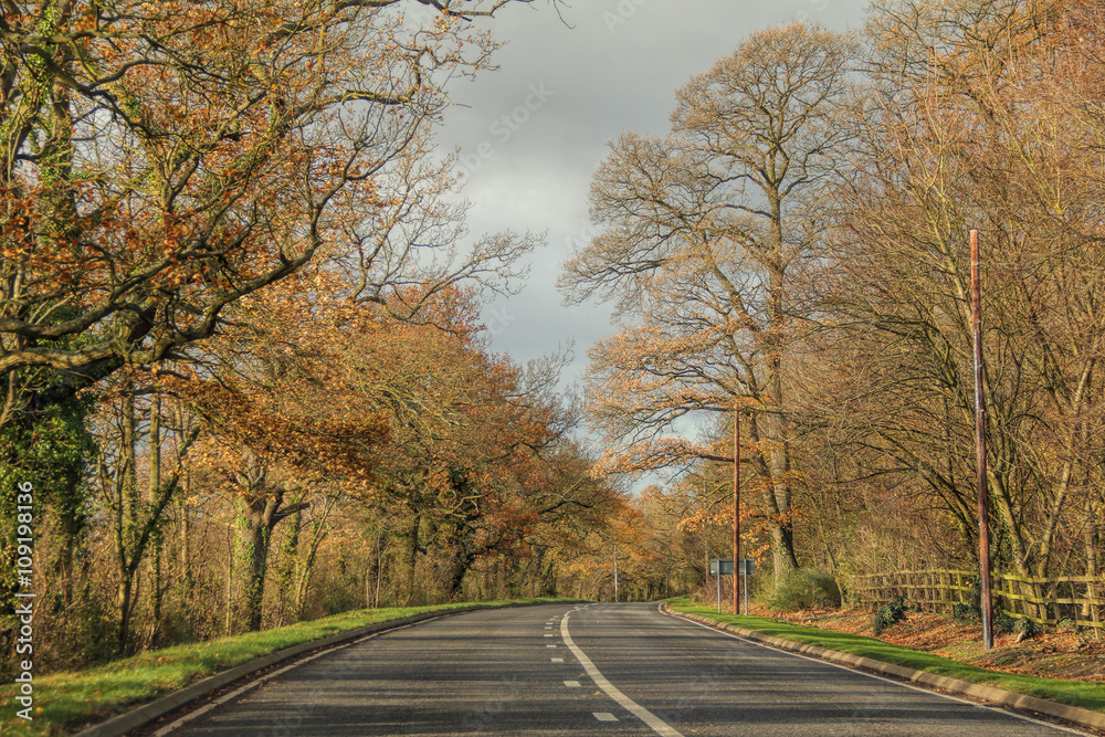 Obraz premium Tall trees of fall colors between long road on country side drive