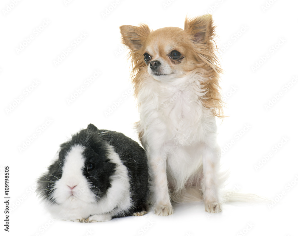 dwarf rabbit and chihuahua