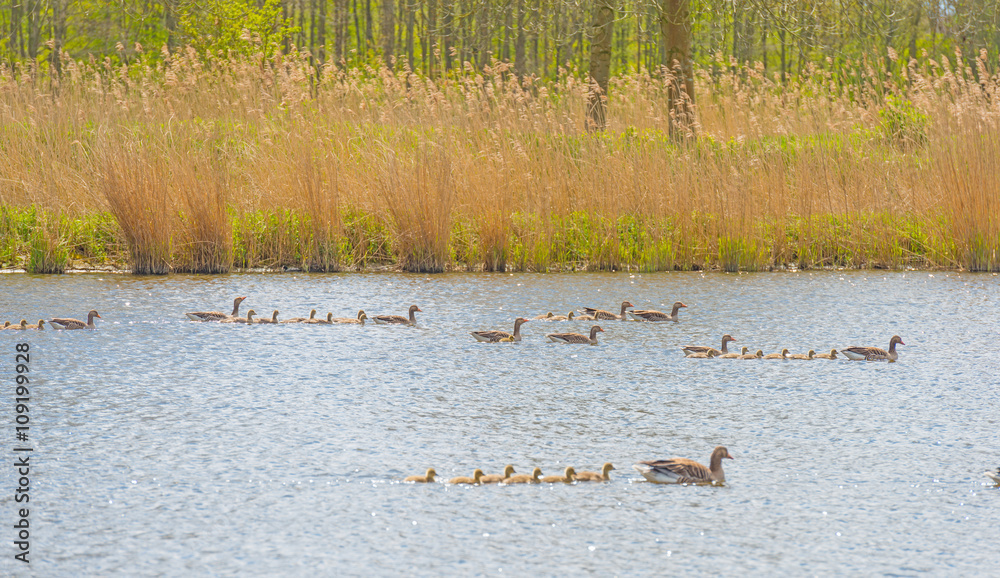 Geese and goslings along the shore of a canal Geese and goslings along the shore of a canal