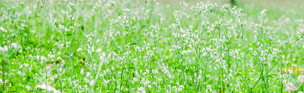 Grass and flowers on the gland