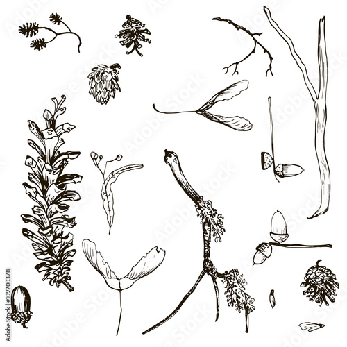 vector set of twigs, pine cones, seeds and acorns