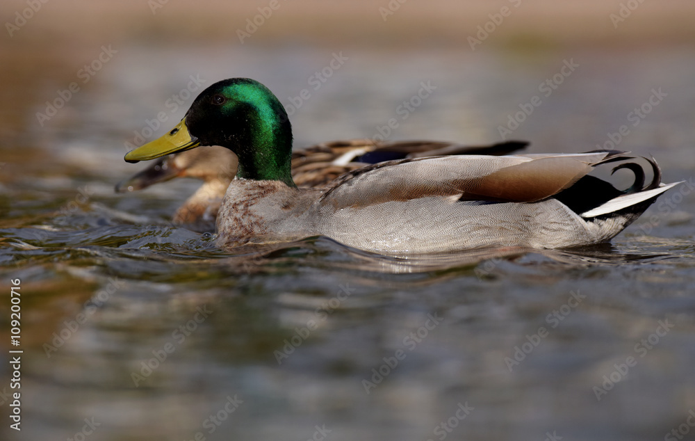 Fototapeta premium Mallard, Duck, Anas platyrhynchos