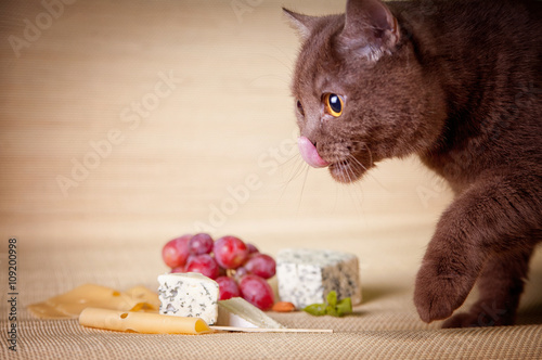 cat  British Shorthair licks nose seeing different kinds of cheese photo