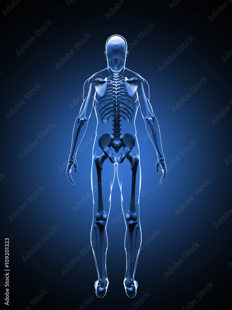 3D illustration of the human skeleton. Back view. Skeleton Template.