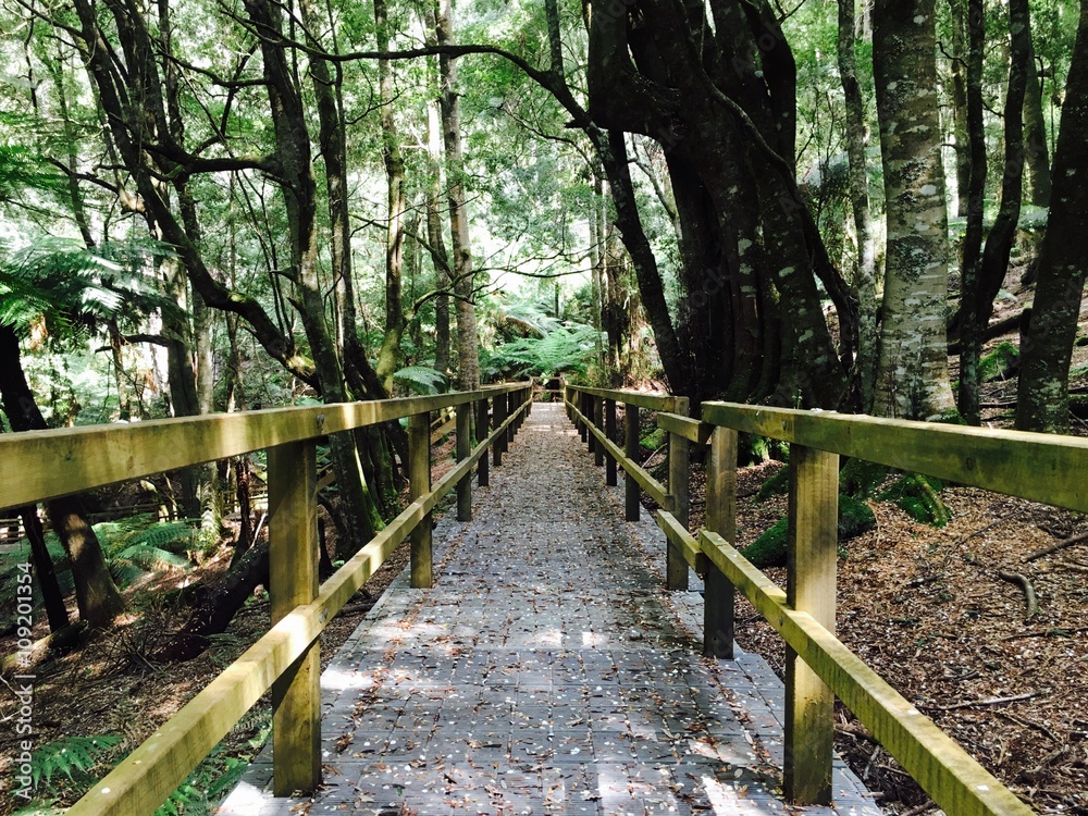 Fototapeta premium A walking bridge in the forest under trees