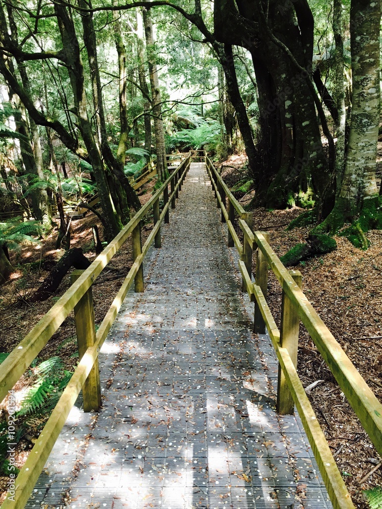 Fototapeta premium A walking trail in the forest under trees