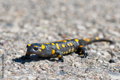 Salamander walking in the street