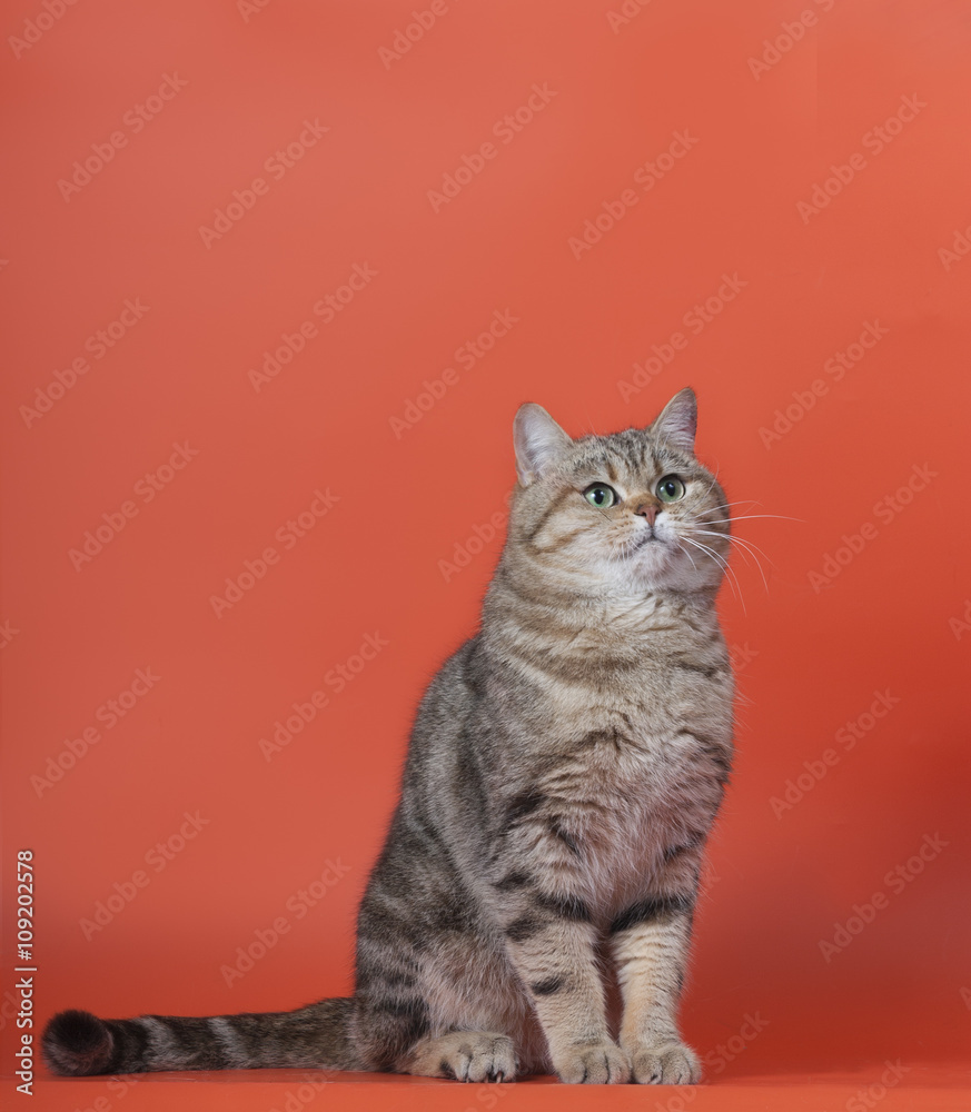 кот кот