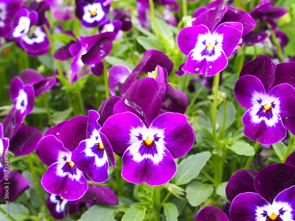 ビオラの花 ビオラの花