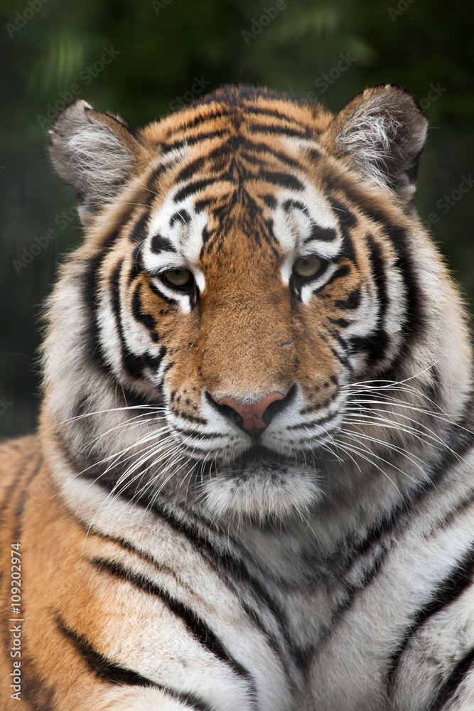 Siberian tiger (Panthera tigris altaica) Siberian tiger (Panthera tigris altaica)