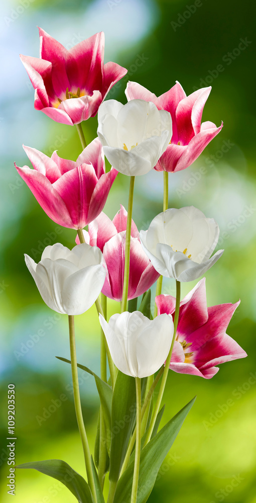 beautiful flowers on blurred green background closeup