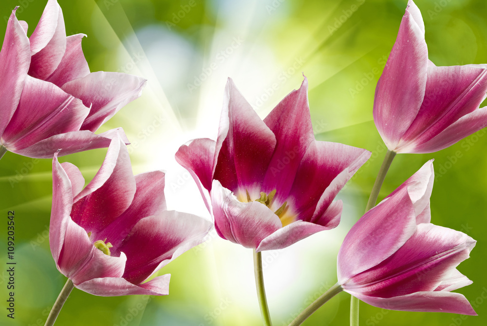 Fototapeta premium beautiful flowers on blurred green background closeup