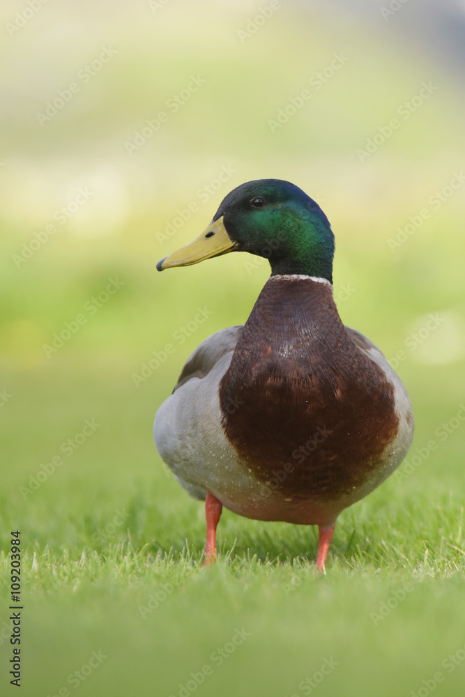 Mallard, Duck, Anas platyrhynchos Mallard, Duck, Anas platyrhynchos