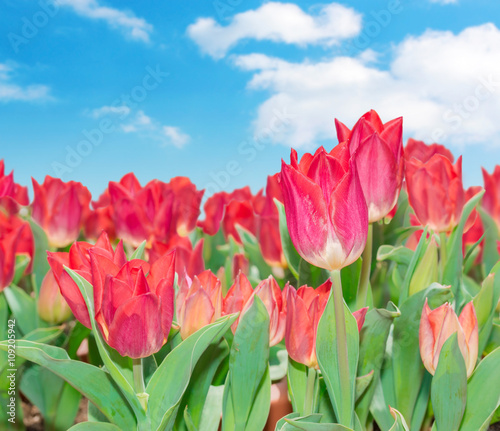 Beautiful red tulips in garden with sky background.